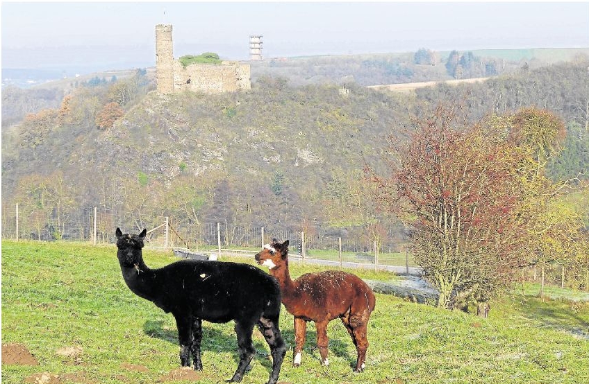 Der Winter ist irgendwie schon ein bisschen da. Und dann fühlen sich die Alpakas oberhalb von Holzheim wohl. Die Bilder von Bernd und Gaby Felten sind auf einem Spaziergang rund um Holzheim entstanden. Zu sehen ist Burg Ardeck und der Turm vom „Neuen Schloss“.