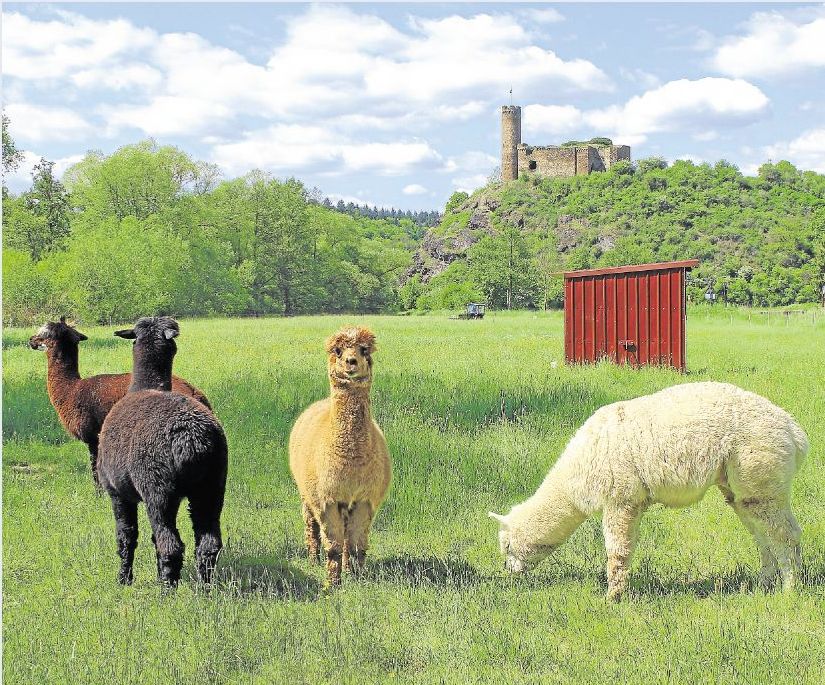 Unser Leser Dirk Gasteier aus Heistenbach hat die Alpakas bei einem Spaziergang rund um Holzheim fotografiert. Zu sehen ist im Hintergrund Burg Ardeck.